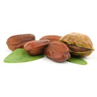 Jojoba Seeds