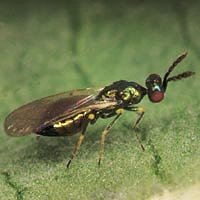 Biological Pest Control