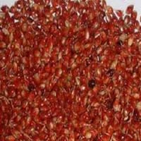 Piper Sudan Grass Seeds