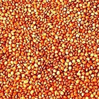 Sorghum Sudan Grass Seeds
