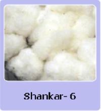Indian Raw Cotton