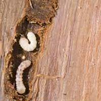 Wood Borer Control Service