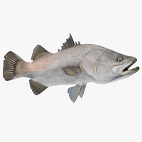 Barramundi Fish