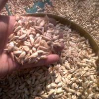 Cedrus Deodara Seeds