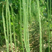 Asparagus Beans