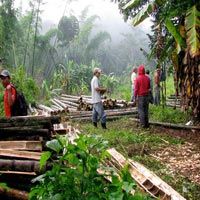 Plantation Management Services