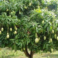 Mango Tree