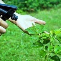 Herbal Pest Control