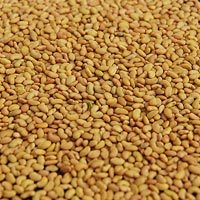 Forage Seeds