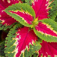 Coleus Plant