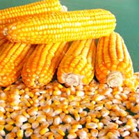Hybrid Corn Seeds