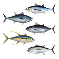 Skipjack Tuna Fish