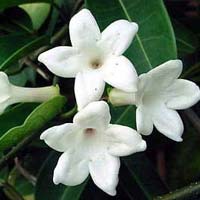 Jasmine Plants