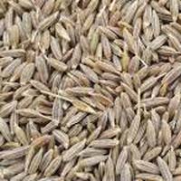 White Cumin Seeds