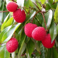 Litchi Plants