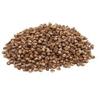 Argyreia Nervosa Seeds