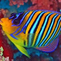 Colorful Marine Fishes