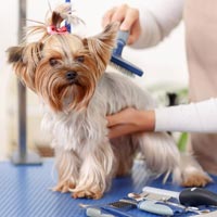 Dog Grooming Service