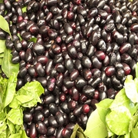 Jamun Seeds