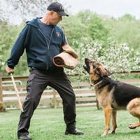 Dog Training Services