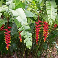 Heliconia Plant