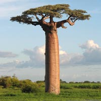 Adansonia Trees