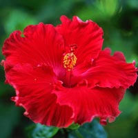 Hibiscus Rosa-Sinensis