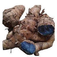 Black Turmeric