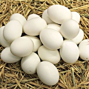 Farm Fresh Duck Eggs