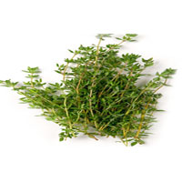Thyme Herb