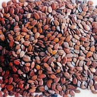 Subabul Seeds