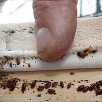 Bed Bug Pest Control