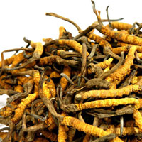 Anti Bacterial & Fungal Extracts