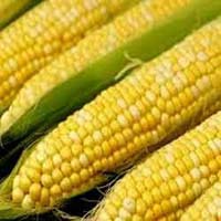 Raw Maize