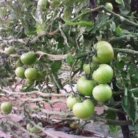 Tomato Plant