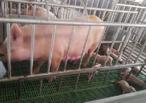 Cross Docking Services