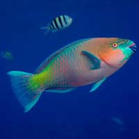 Parrot Fish