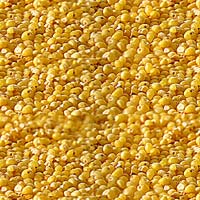 Foxtail Millet