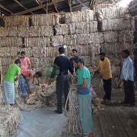 Raw Jute Fiber