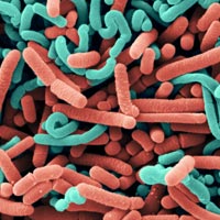 Lactobacillus Acidophilus