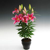 Lilium Plant