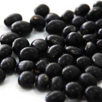 Black Soybean