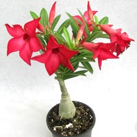 Adenium Plant