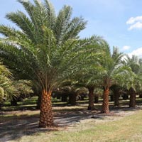 Date Palm Trees
