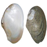 Mother Of Pearl Sea Shells