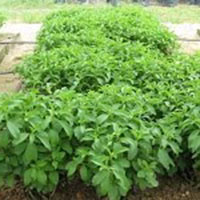 Medicinal Plant Cultivation Services