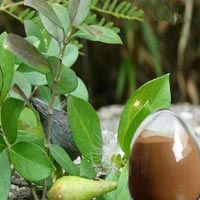 Gymnema Sylvestre Extract Powder