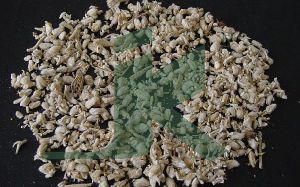 Achillea Millefolium