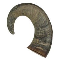 Buffalo Horn