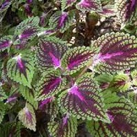 Coleus Forskohlii Root Extract